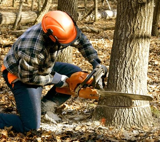Tree Removal in Fries, VA